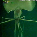 offshore rig ROV photo of a “big fin” squid 1.5 miles underwater.