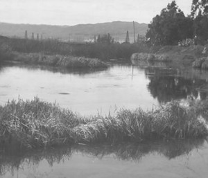 Circa 1910 photo of asphalt pools at Los Angeles.