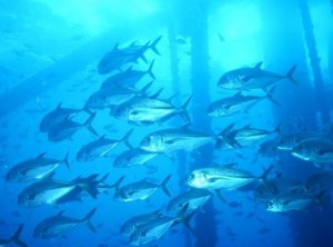 Schools of fish swim between pylons of offshore oil platform.
