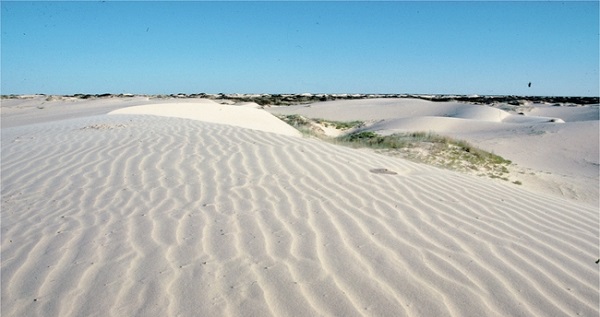 Sand dunes at Texas-New Mexico border's Sandhills State Park.