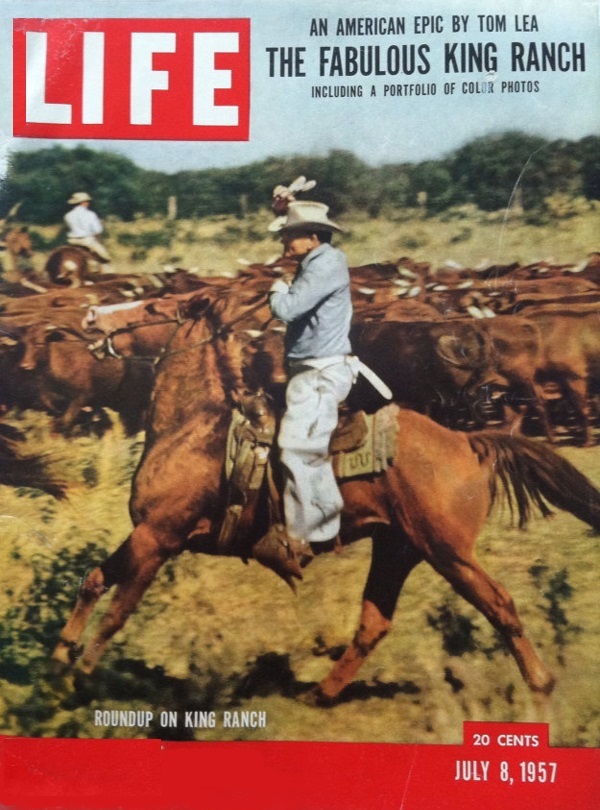 Cowboy and cattle at King Ranch on LIFE magazine cover, July 8,1957.